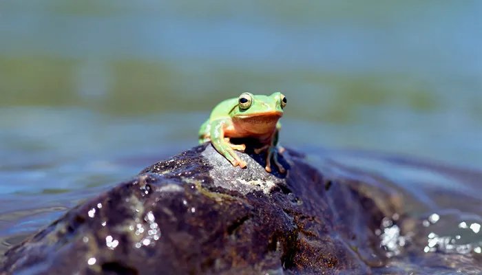 田鸡是什么 田鸡是什么动物
