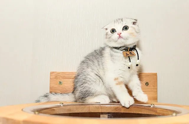 猫爬架怎么做 怎么用废旧材料做猫爬架