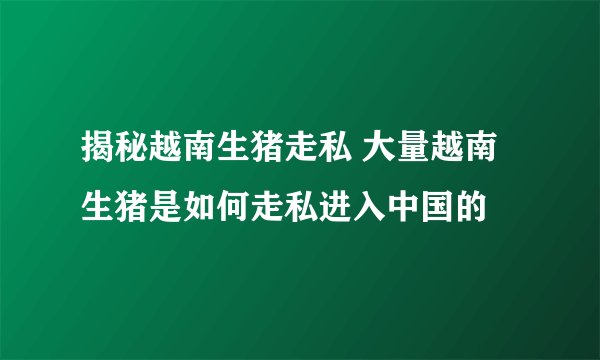 揭秘越南生猪走私 大量越南生猪是如何走私进入中国的