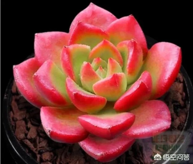 不同的多肉植物，在度夏时，有什么区别吗？