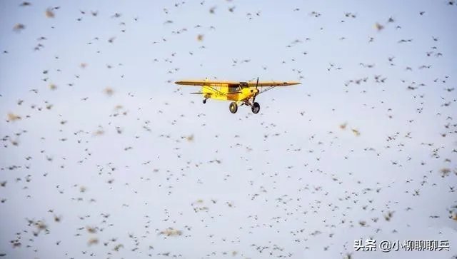 联合国官员说,正在侵袭非洲的蝗虫,会进入了印度,巴基斯坦,你怎么看这些自然现象?
