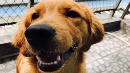 狗狗拉稀怎么办