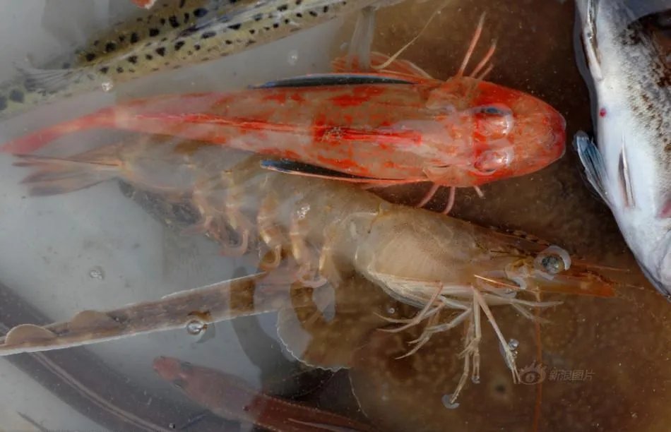 青岛大虾事件的社会评价