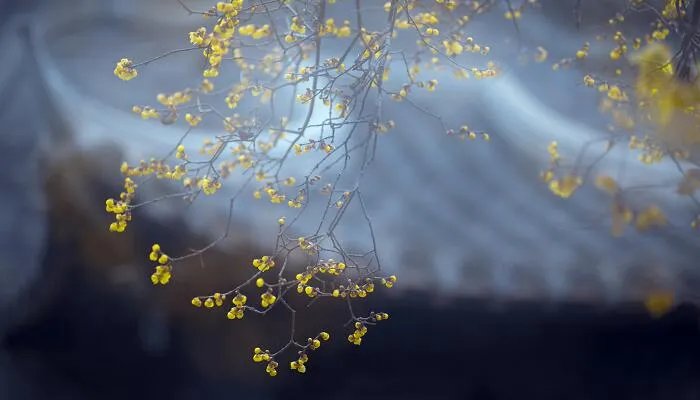 哪得梅花扑鼻香的上一句 怎得梅花扑鼻香的前面一句是什么