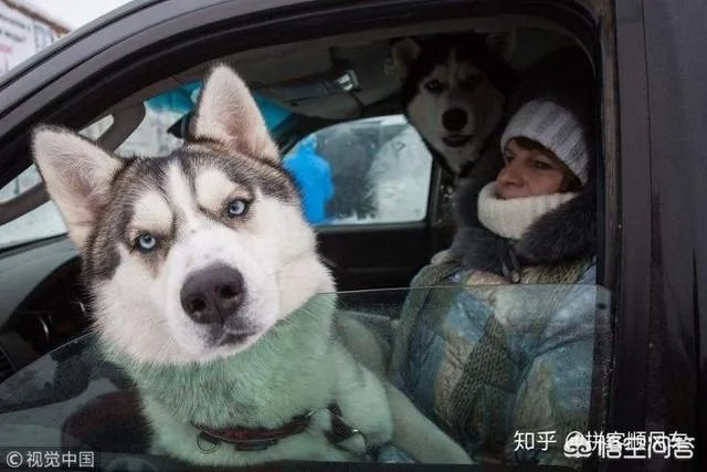 女子投诉滴滴拼车遇两大狗一路狂吠，如女子被咬伤谁应该负责？