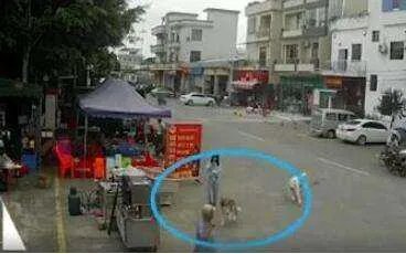 老人被狗绳绊倒摔地后身亡，狗的主人是否该负责任？