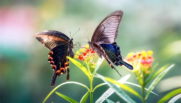 蝴蝶的特点和本领 蝴蝶的特点和本领是什么