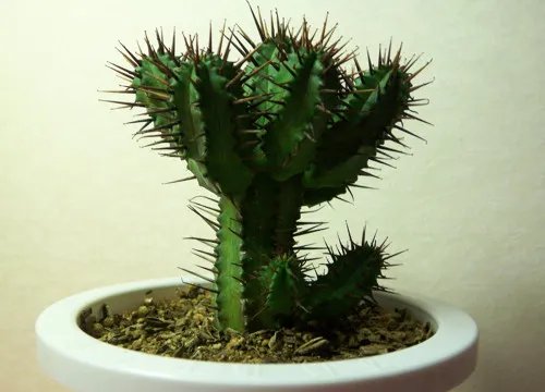 仙人掌要浇水吗 仙人掌怎么养