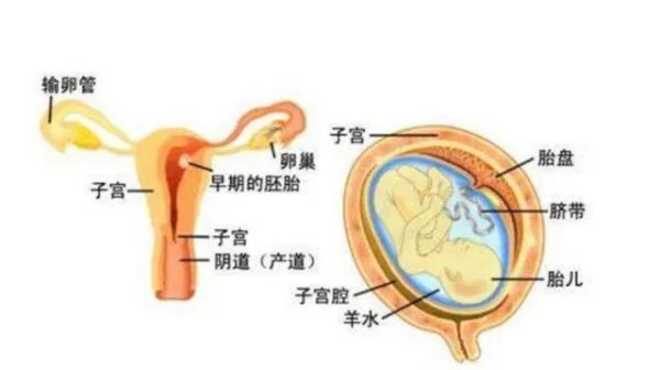 为什么人一定要繁衍后代？