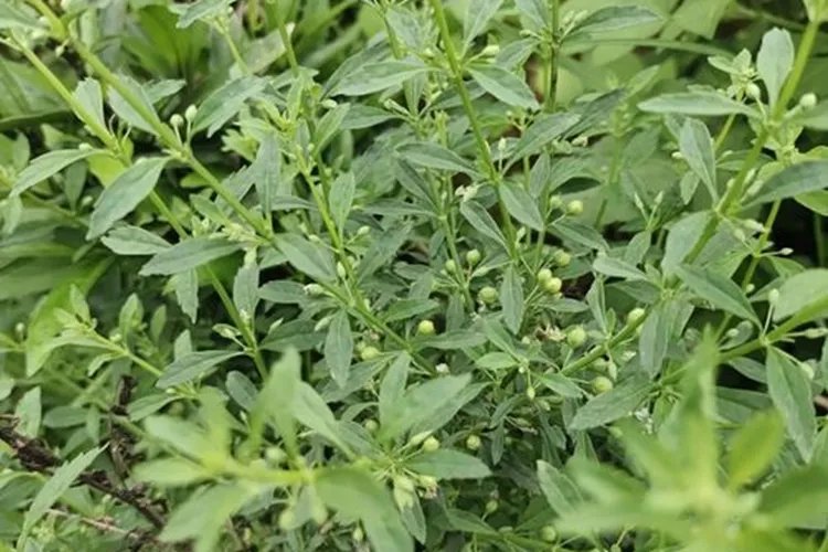 冰糖草图片大全