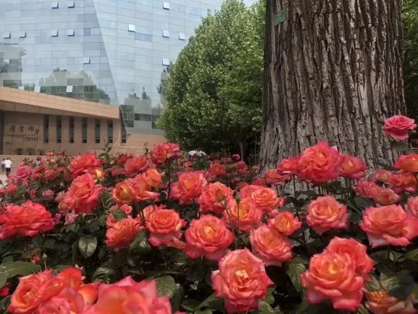 中国传媒大学为什么被称为“海底捞大学”?