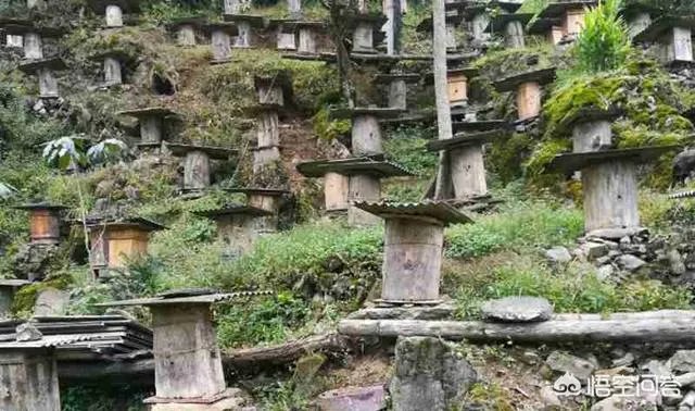 农村人自己养的蜂蜜怎么样？贵吗？