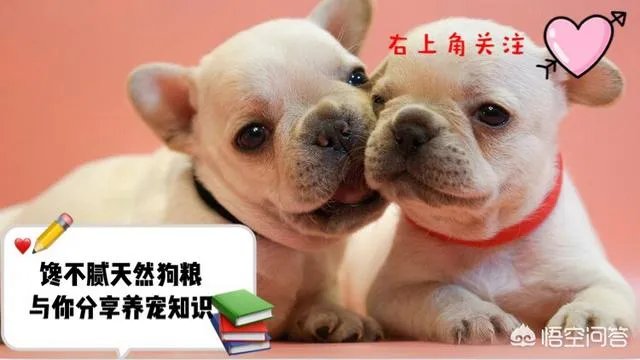 为什么大家都不敢养金毛犬？