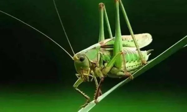 昆虫记蝈蝈图片