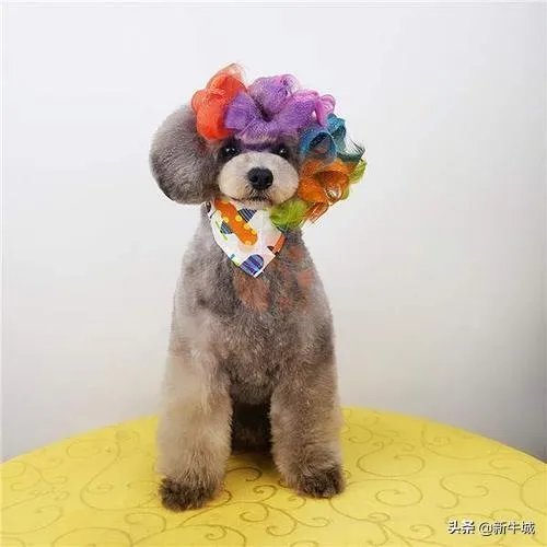 想学习宠物美容,河北邢台的,有人给个建议麽?