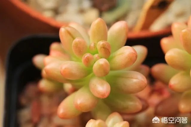 不同的多肉植物，在度夏时，有什么区别吗？