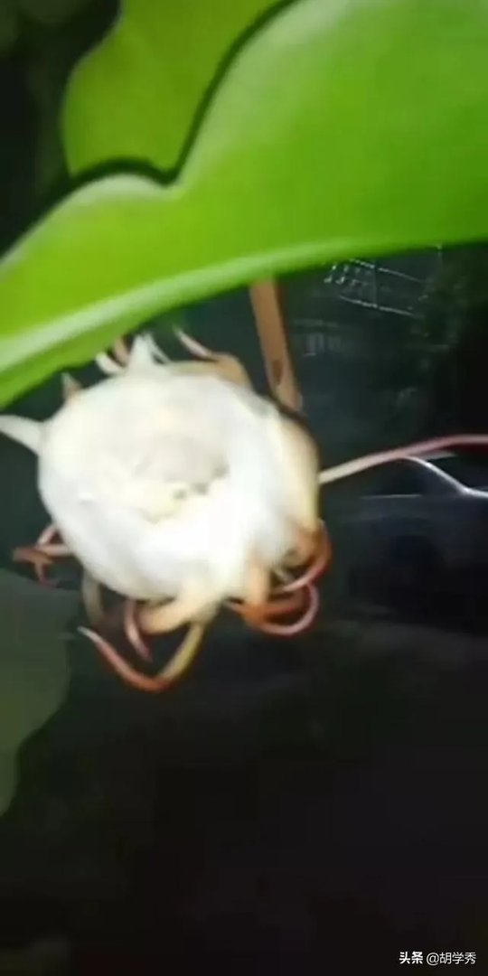 日落代表的寓意