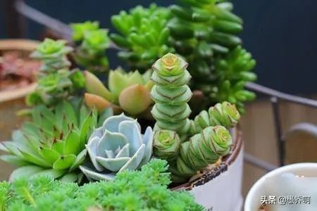 钱串子花长的不好怎么办？