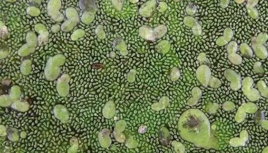 世界上最小的花，无根萍开出的花仅针眼大