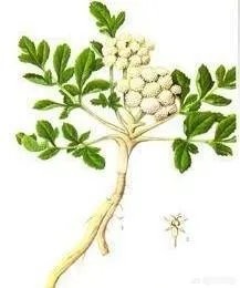 北沙参有几种吃法？