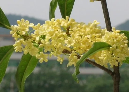 桂花几月开 不同品种的桂花开花时间是怎样的