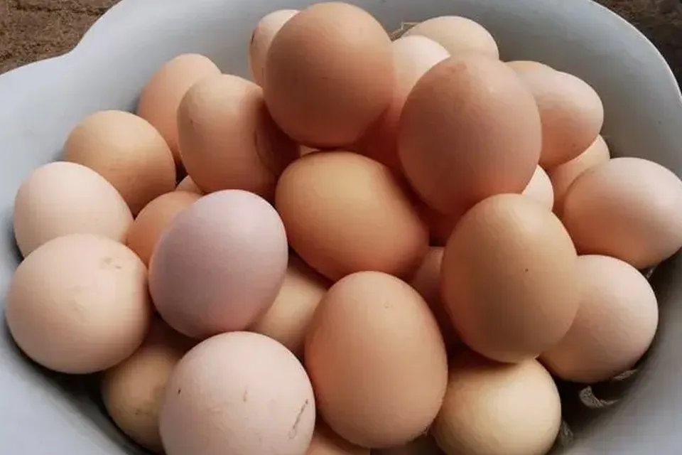 保洁蛋是什么鸡蛋 鸡蛋是高热量食物吗