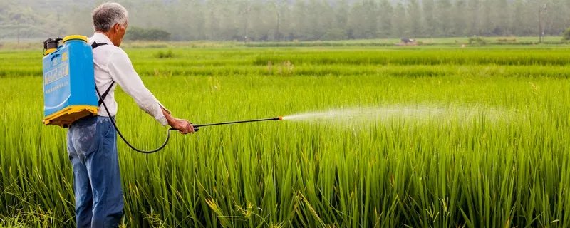 秋天成熟的农作物有哪些 秋天成熟的农作物有什么