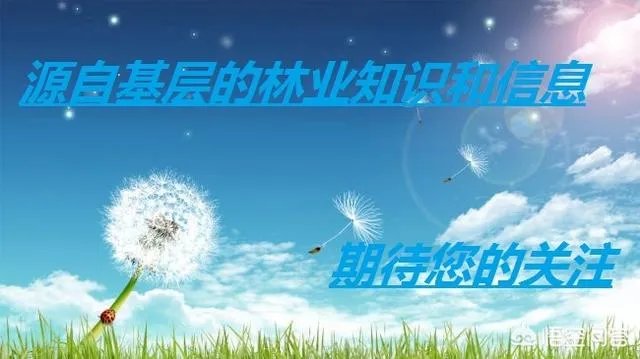 什么价格能买到真的良种油茶苗？