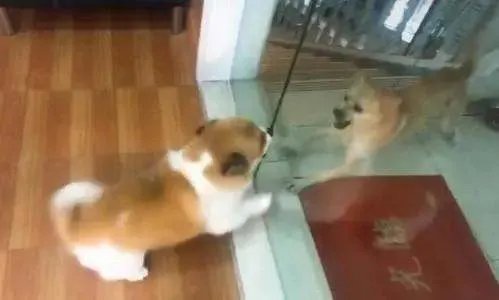 北京夫妻疑因吵架，将家中宠物狗从4楼窗户推下，狗主人会承担法律责任吗