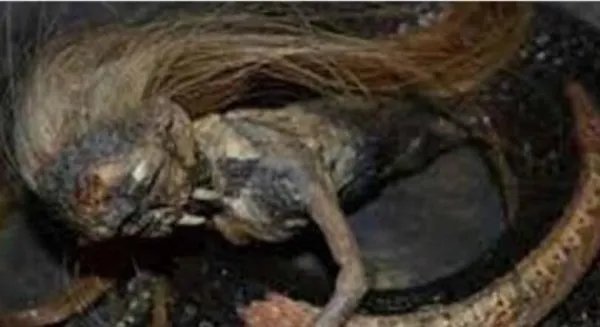 人头蛇身怪物之谜 恐怖变异生物震惊全球事件