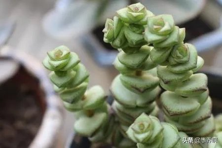 钱串子花长的不好怎么办？