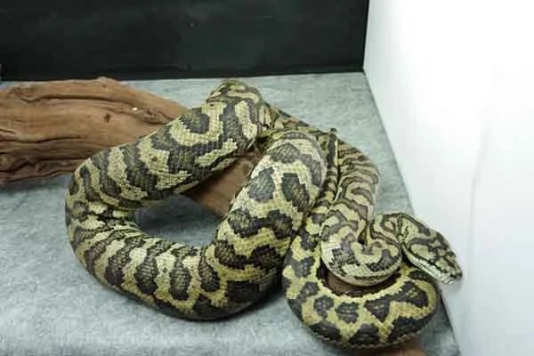 世界上最大的十种蛇，地毯蟒上榜，第一重量达250公斤
