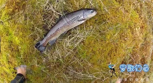 谁可以分享一下路亚钓鱼技巧？