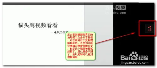 猫头鹰视频看看是真的吗【揭晓骗子】