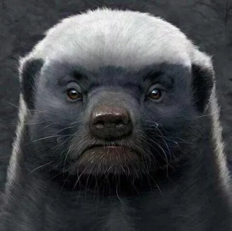 平头哥蜜獾到底有多强大？