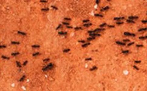 蚂蚁的启示作文