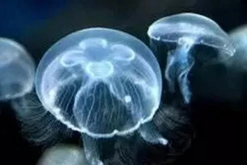 人类只有3万天寿命，灯塔水母为什么能永生？