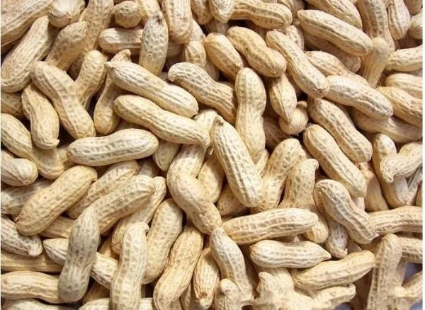 民间长生果是什么