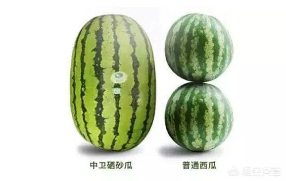 石头瓜是什么瓜?如何种植石头瓜?