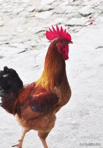 我想回家养鸡,但找不到销路怎么办?