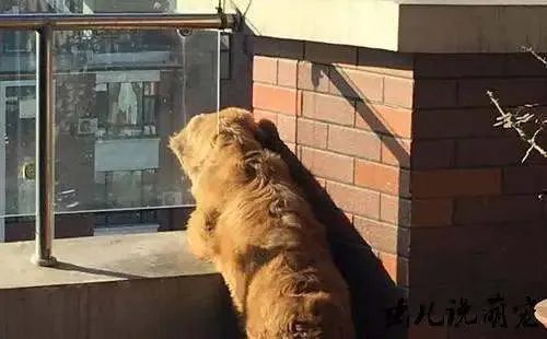 北京夫妻疑因吵架,将家中宠物狗从4楼窗户推下,狗主人会承担法律责任吗