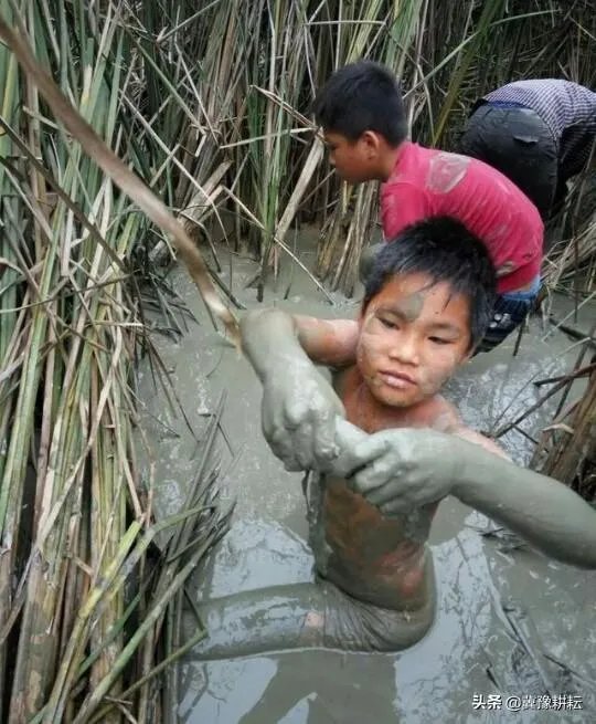 鱼塘随便放三四条小鲫鱼能繁殖越来越多吗？