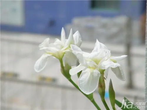 万年青开花好吗?万年青图片欣赏