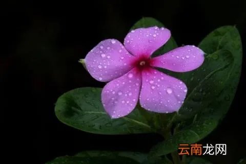 长春花花语和寓意
