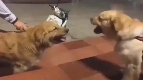 北京夫妻疑因吵架,将家中宠物狗从4楼窗户推下,狗主人会承担法律责任吗