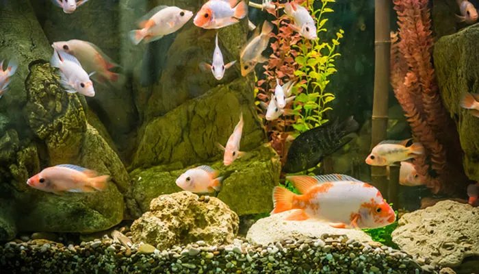 热带鱼怎么养 热带鱼的养殖方法