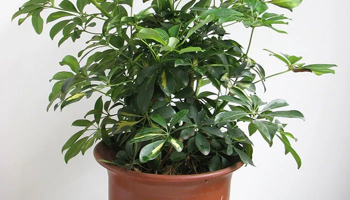 清香木的养殖方法和注意事项 清香木的养殖方法