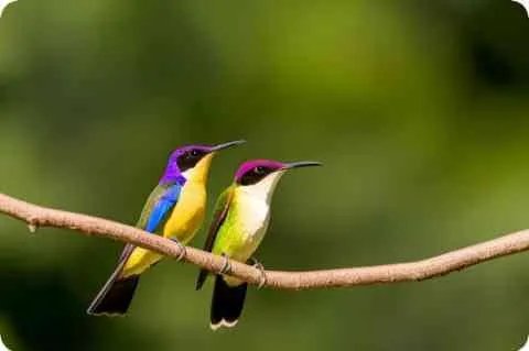 东家有喜什么意思