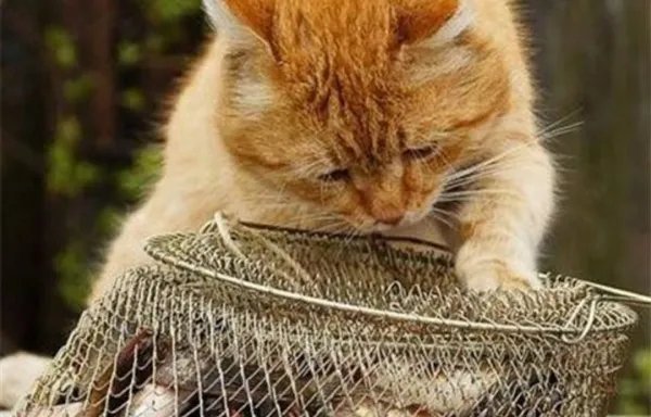 人吃鱼时总是小心翼翼，为什么猫却可以大口吞吃？