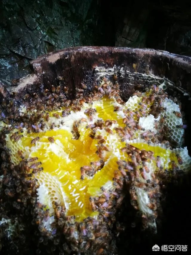 农村人自己养的蜂蜜怎么样？贵吗？